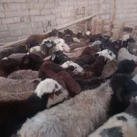 میش افشاری زاییده ابستن