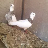 کبوتر طوقی