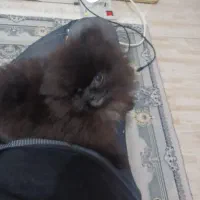 سگ کوچک جیبی