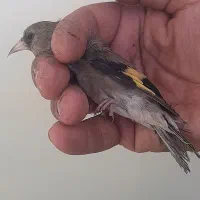 جوجه سهره کال بازار خلیج ۱۳۰۰ پرشده بیا ۱۳۰۰ نخر