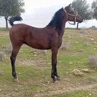 کره اسب دوساله