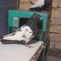 سینه سیاه نر ماده دم سیاه شیرازی