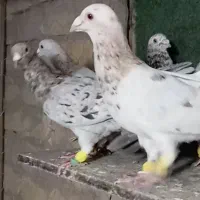 15 تا هفترنک