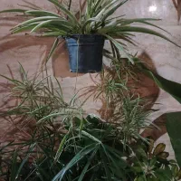 گل های زیبا وشاداب