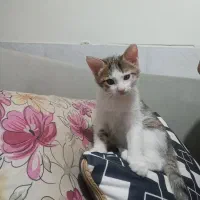 واگذاری رایگان