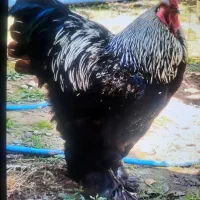 خروس برهما بلک اصیل غول پیکر