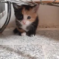 گربه