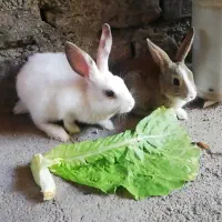 بچه خرگوش