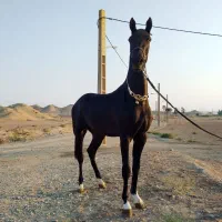 نریان ترکمن کره طاغان