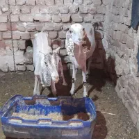 بز با بزغاله افغان