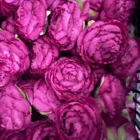 سرگل عمده ارزان  تخفیف ویژه