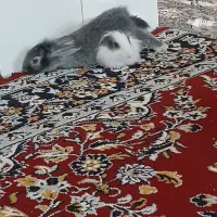 واگذاری 10 حیوان خانگی خرگوش زیبا