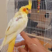 عروس هلندی