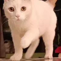گربه