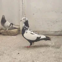 پرنده