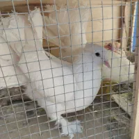 کبوتر دم چتری زینتی رواعبی سفید مهر نقش یکجا