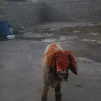 کووه نره تخمی درجه یک