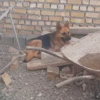 سگ ماده ژرمن شپر