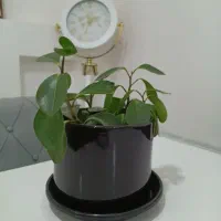 تعدادی گل به فروش میرسد