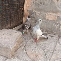 کبوتر|پرنده|سبزوار, سجاد|دیوار
