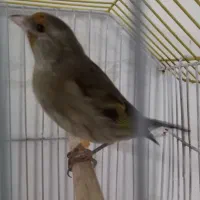 سهره ظبط قناری