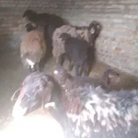 گوسفند فروشی