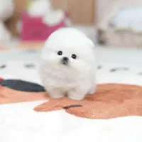 برفک