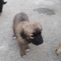 واگذاری سگ نگهبان نژاددار
