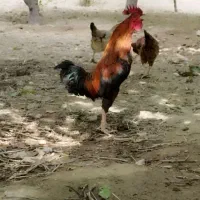 خروس