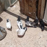 کفتر دم سیاه و سینه سیاه