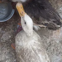 ۳اردک،یک اردک تخم گذار