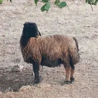 گوسفندچاق