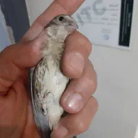 سهره قناری کال