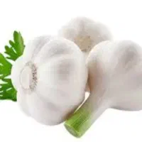 سیر بشاگرد