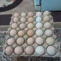 تخم مرغ محلی