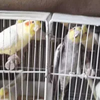 عروس هلندی بالغ کارداده مخصوص جوجه کشی