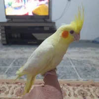 جوجه عروس هلندی دو ماهه