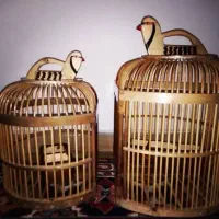 پرنده اواز خوان