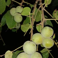 فروش گردو با پوست سبز