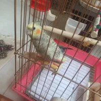 عروس هلندی نر