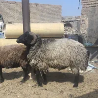 گوسفند نر (قوچ)
