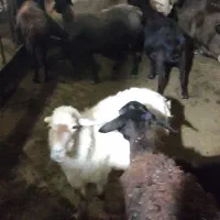 گوسفند