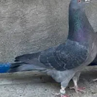 سبز و زاغ پرشی کاشان