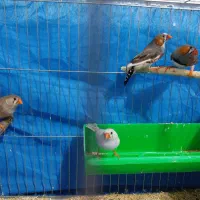 فنچ|پرنده|لنجان, |دیوار