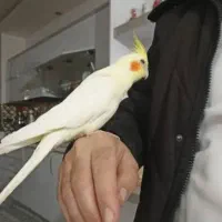 جفت عروس هلندی رام