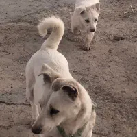 سگ پاکوتاه