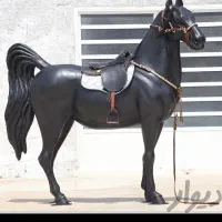 خرید و فروش انواع اسب