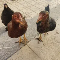 مرغ لاری افغان و امپراتوری اصل