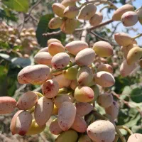 پسته تازه رقم سفید بادامی درشت
