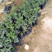 نهال زیتون ،کنسروالیا ،تخم کبکی ،زرد  دو منظوره،